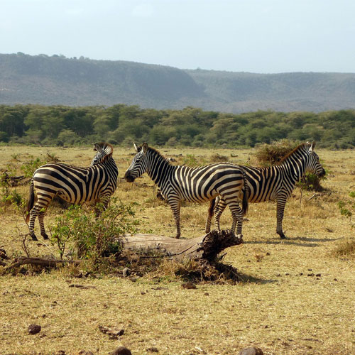 Zebras on dry plains