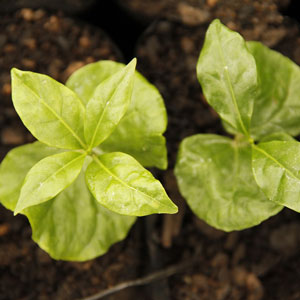 Coffee plants