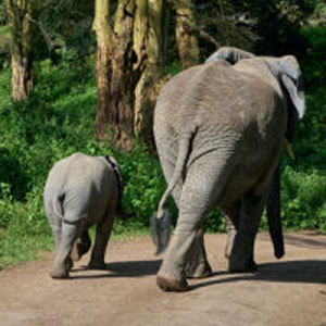 An adult and a baby elephant seen from behind in Ngorongoro crater