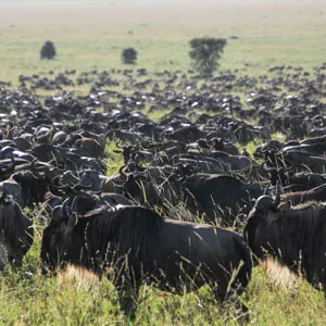 A large number of wildebeest grazing in Serengeti National Park