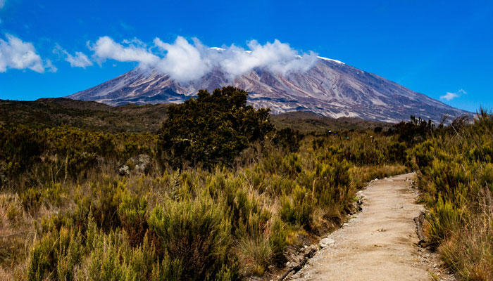 Path on the Rongai Route with a view to the snow-covered peak of Mount Kilimanjaro