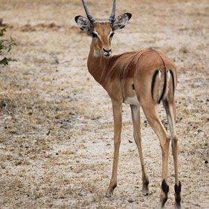 Gazelle in Serengeti National Park