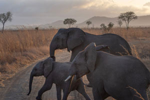 Three elephants crossing a path with Mount Kilimanjaro in the background