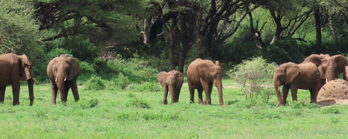 Elephants in Ngorongoro Conservation Area