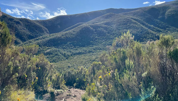 Vaulted tree-covered mountain landscape seen from the Lemosho Route on Mount Kilimanjaro