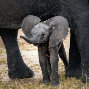 Baby elephant standing under a adult elephant in Serengeti National Park