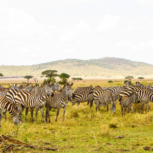 Zebras on a plain in Serengeti National Park