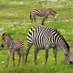 Grazing zebras in Serengeti National Park