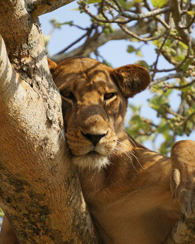 Female lion lying in a tree in Tarangire National Park