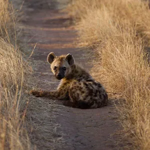 Hyena lying on a path in Serengeti National Park