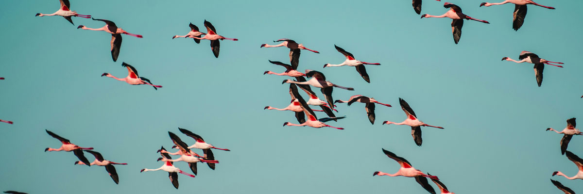 Flamingos flying over Tarangire National Park