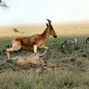 Jumping gazelle in Serengeti National Park