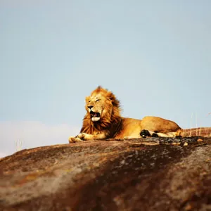 Male lion on a rock in Serengeti National Park 