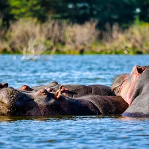 Swimming hippos in Serengeti National Park