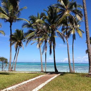 Beach with palmes on Zanzibar