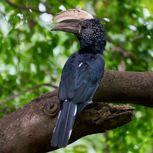 Black long-billed bird on a branch