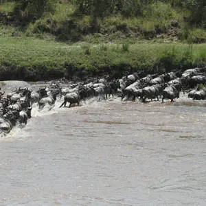 Wildebeest crossing a river in Serengeti National Park