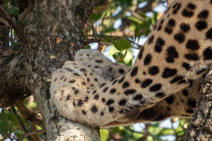 Leopard feet on a branch in a tree