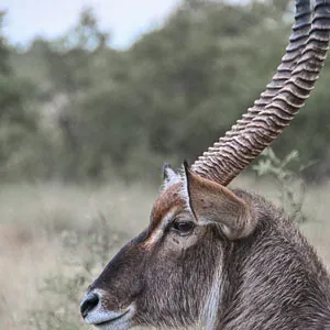 Close-up of an antelope in Serengeti National Park