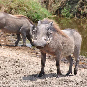 Two warthogs in Serengeti National Park