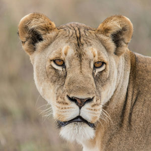 Close-up of female lion in Tarangire National Park