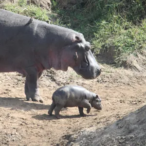 Baby hippo with adult hippo in Serengeti National Park