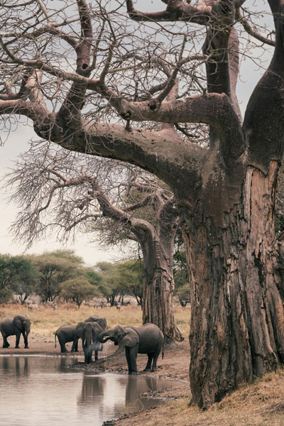 Wild elephants at a watering hole 