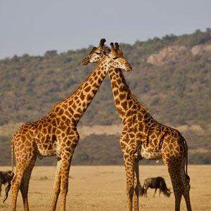 Two giraffes greeting each other in Serengeti National Park