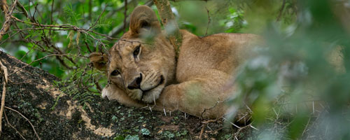 Tree-climbing lion in Lake Manyara National Park