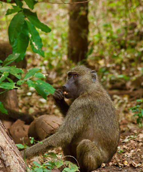 Baboon in the forest floor