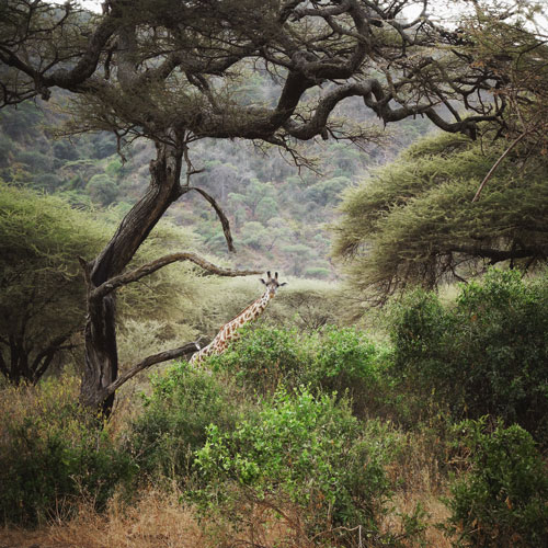 Lone giraffe in dense vegetation