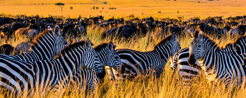 Zebras in Serengeti National Park