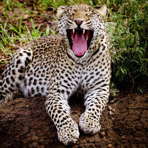 Roaring leopard in Serengeti National Park