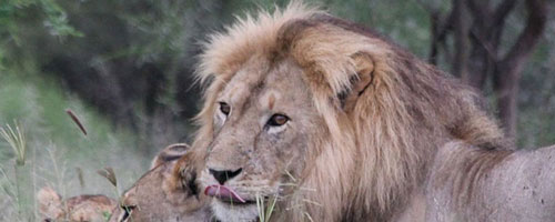 Lions in Tarangire National Park