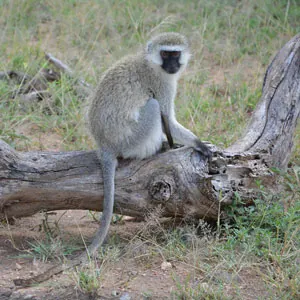 Monkey sitting on a branch in Serengeti National Park