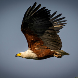 African fish eagle in the Ngorongoro Crater