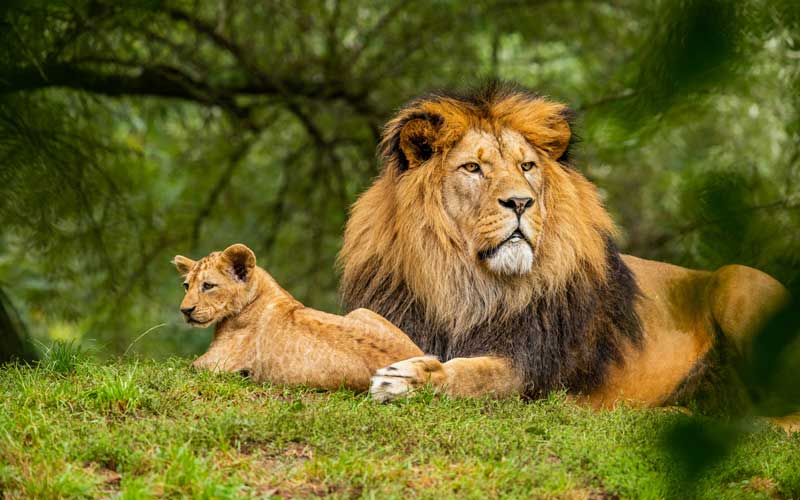 A male and a baby lion in a meadow under a tree in a national park in Tanzania